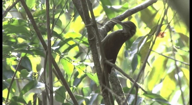 Straight-billed Woodcreeper - ML201199911