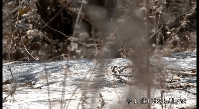 Pygmy Nightjar - ML201199931