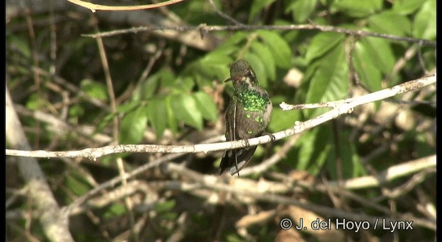 Glittering-bellied Emerald - ML201199941