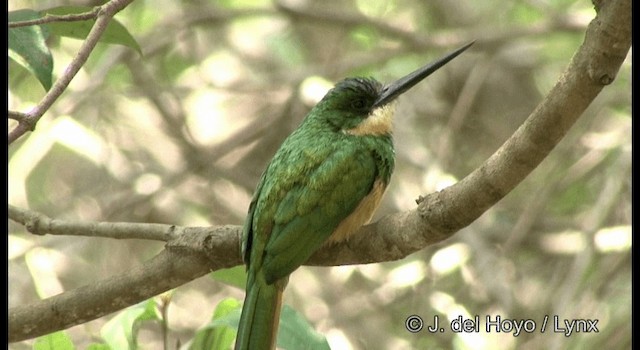Rufous-tailed Jacamar (Spot-tailed) - ML201199981