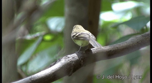 Mouse-colored Tyrannulet (Southern) - ML201200021