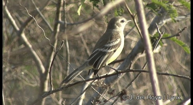Mouse-colored Tyrannulet (Southern) - ML201200051