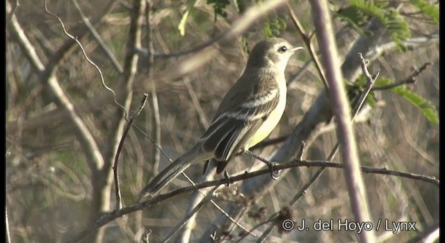 Southern Mouse-colored Tyrannulet - ML201200051