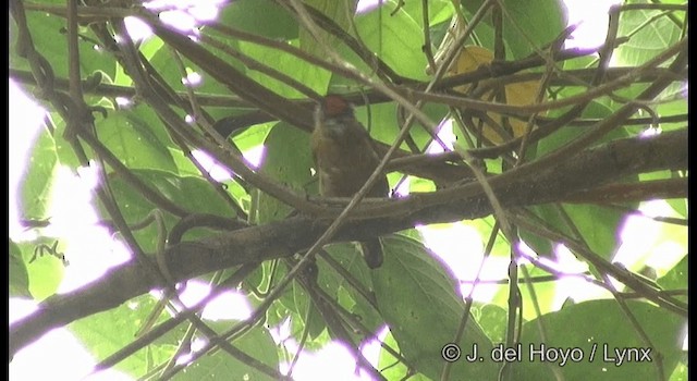 Ochraceous Piculet - ML201200061