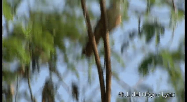 Uzun Gagalı Çıtkuşu - ML201200071