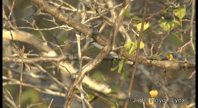 Southern Mouse-colored Tyrannulet - ML201200161