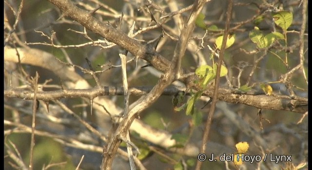 Mouse-colored Tyrannulet (Southern) - ML201200161
