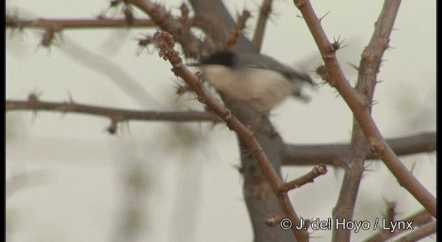 カオジロブユムシクイ（atricapilla） - ML201200171