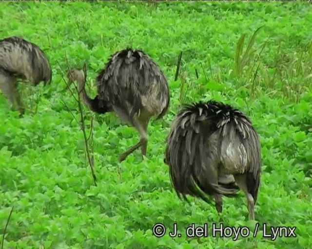 Greater Rhea - ML201200191