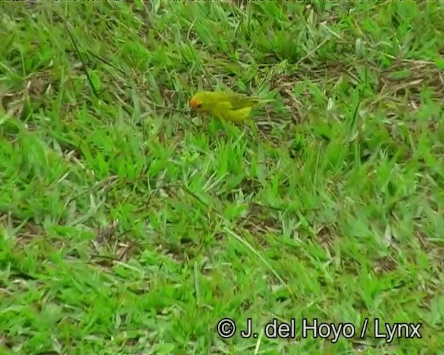 Saffron Finch (Pelzeln's) - ML201200211