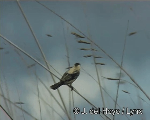 Зерноїд савановий - ML201200221