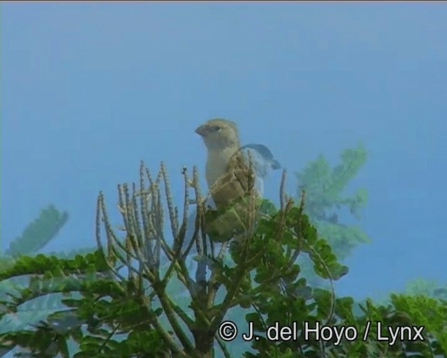 Pearly-bellied Seedeater - ML201200231