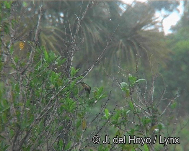 Burnished-buff Tanager (Stripe-bellied) - ML201200271