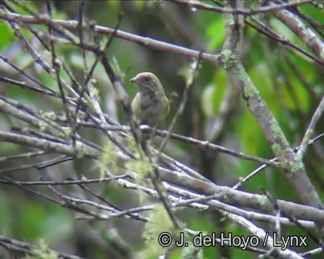 Burnished-buff Tanager (Stripe-bellied) - ML201200281