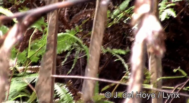 Streak-headed White-eye - ML201200351