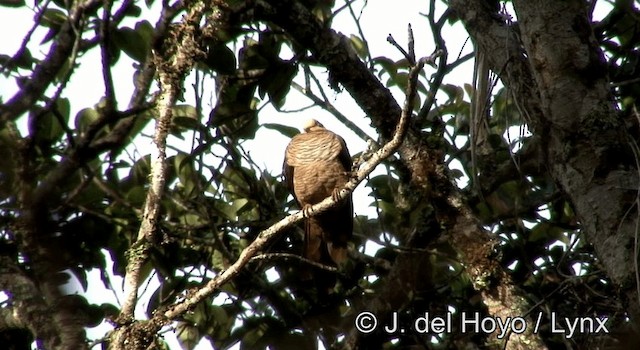 Tórtola Cuco Sultán (grupo albicapilla) - ML201200361