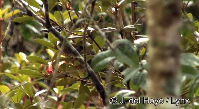 White-eared Myza - ML201200401