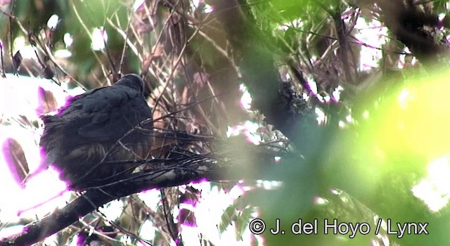 ハイボウシヒメアオバト（fischeri／centralis） - ML201200451