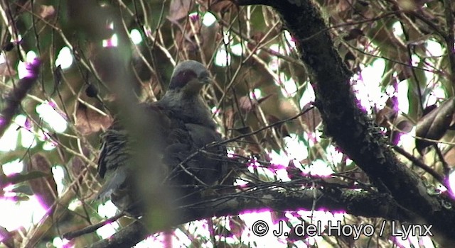 ハイボウシヒメアオバト（fischeri／centralis） - ML201200461