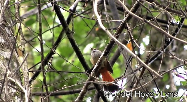 Sulawesi Fantail - ML201200471