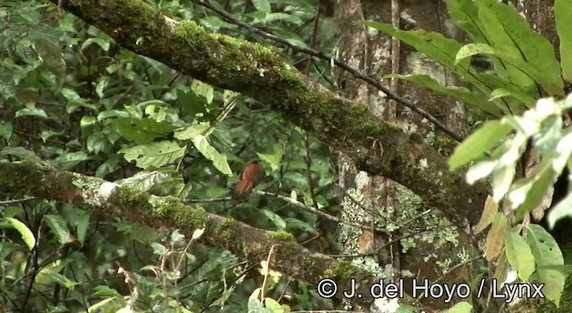 Sulawesi Fantail - ML201200481