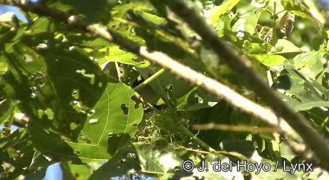 Warbling White-eye - ML201200531