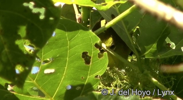 Warbling White-eye - ML201200541