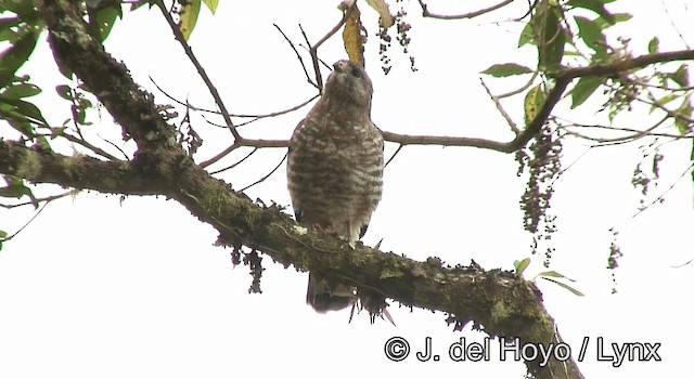 Канюк ширококрилий (підвид platypterus) - ML201200571