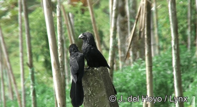 Smooth-billed Ani - ML201200631