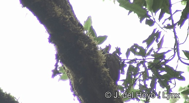 Tyrannine Woodcreeper - ML201200641