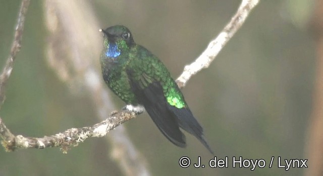 Glowing Puffleg - ML201200651