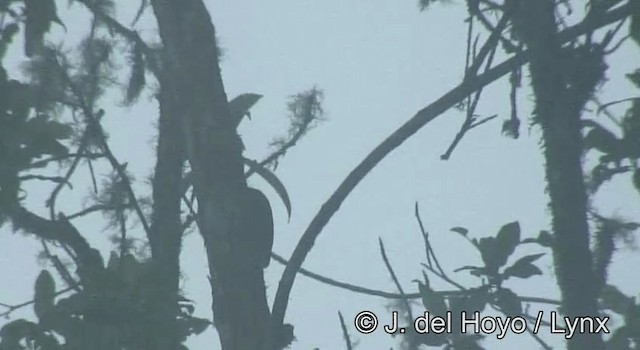 Montane Woodcreeper - ML201200661