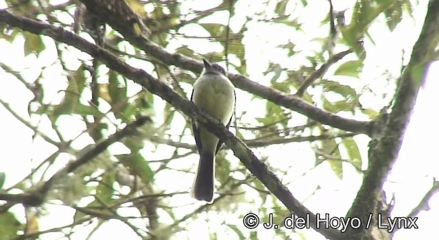 Pale-edged Flycatcher - ML201200681