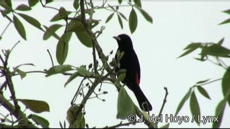 Flame-rumped Tanager (Flame-rumped) - ML201200721