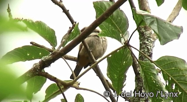 Scrub Tanager - ML201200781