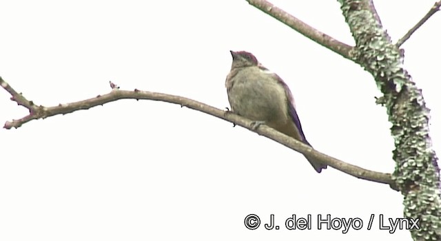 Scrub Tanager - ML201200791