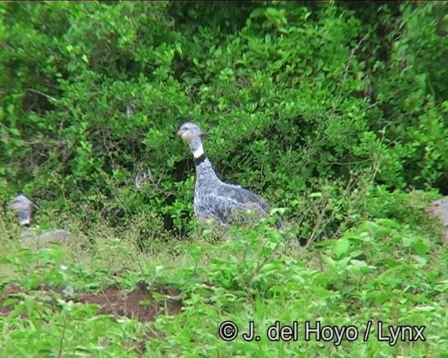 Southern Screamer - ML201200821