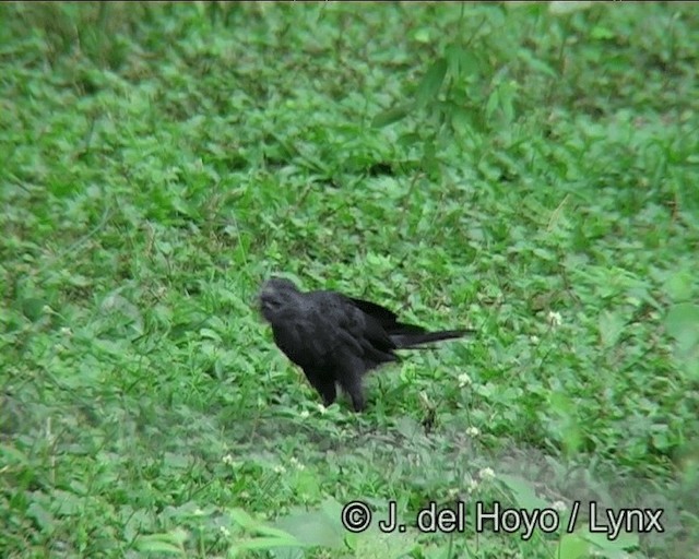 Smooth-billed Ani - ML201200911