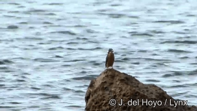 カワセミ（hispidoides グループ） - ML201201041