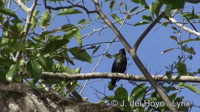 Asian Glossy Starling - ML201201051