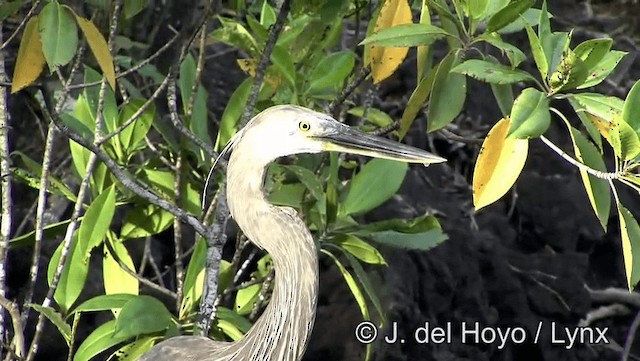 Great-billed Heron - ML201201061