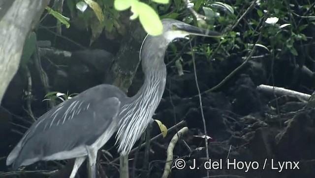 Great-billed Heron - ML201201071