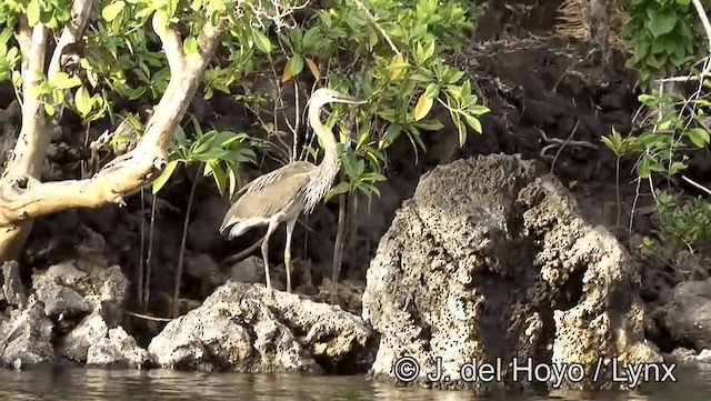 Great-billed Heron - ML201201081