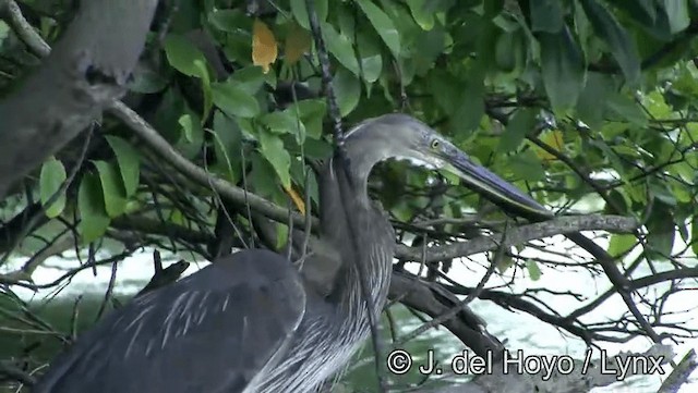 Great-billed Heron - ML201201091