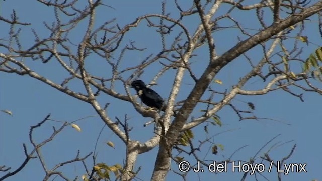 Sulawesi Myna - ML201201111