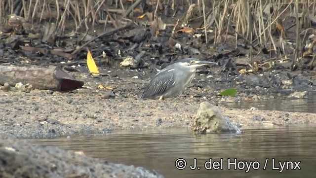 Striated Heron (Old World) - ML201201131