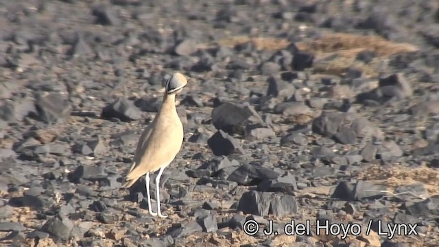 Cream-colored Courser - ML201201171