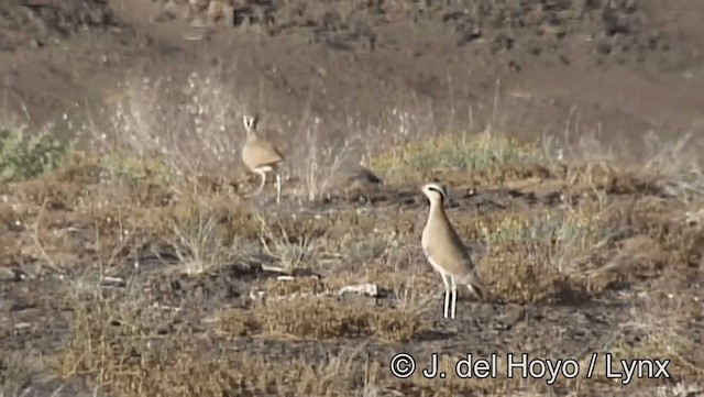 Cream-colored Courser - ML201201181