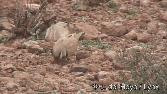 Temminck's Lark - ML201201191