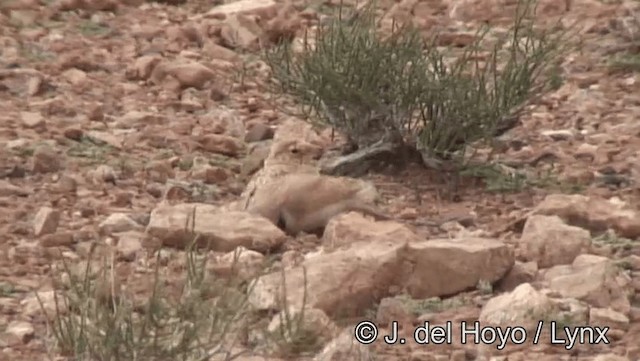 Temminck's Lark - ML201201221